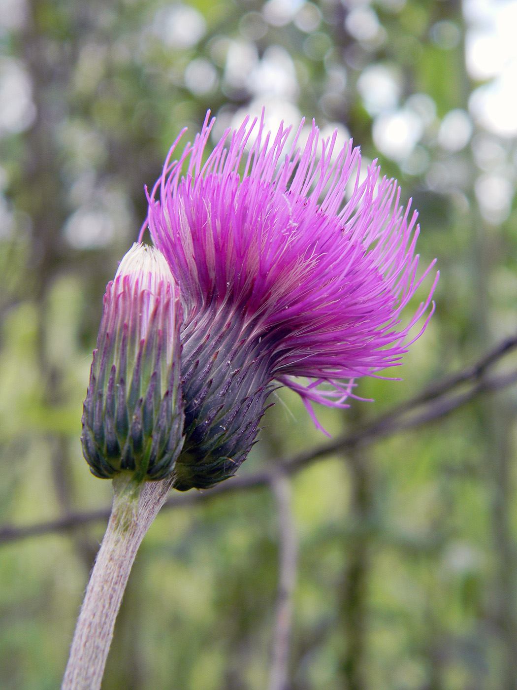 Image of Cirsium rivulare specimen.