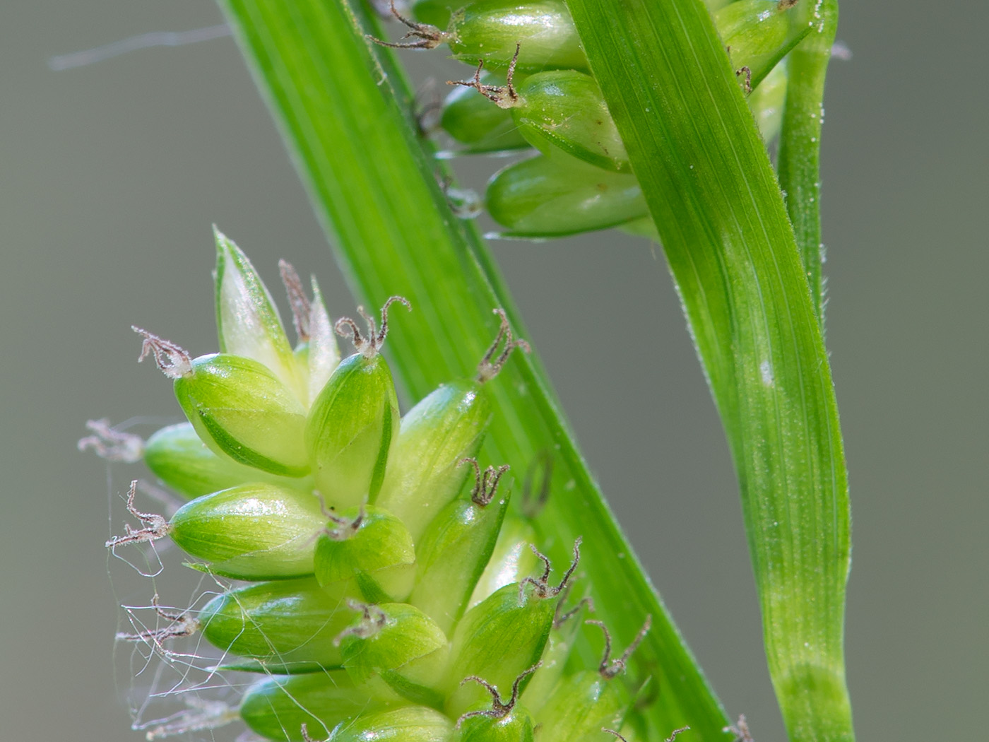 Изображение особи Carex pallescens.