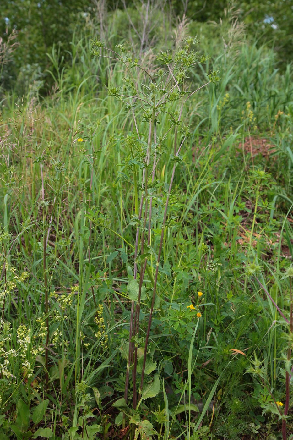 Image of Eryngium planum specimen.