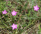 Geranium sanguineum. Побеги с цветками. Украина, Херсонская обл., Голопристанский р-н, о-в Тендровская Коса, северо-западная часть. 27 мая 2007 г.