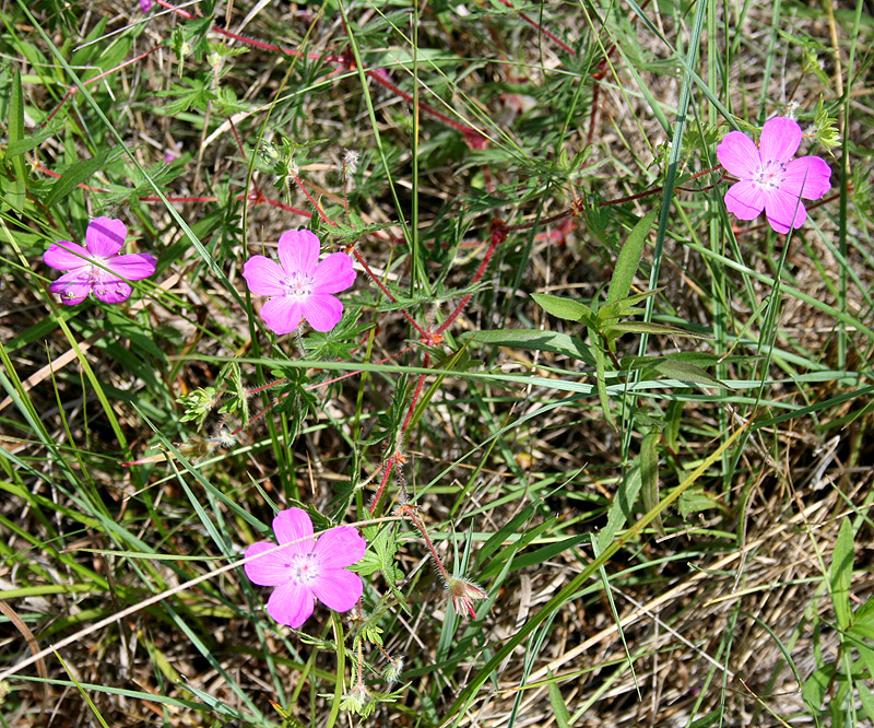 Изображение особи Geranium sanguineum.