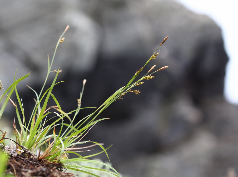 Изображение особи Carex tenuiformis.
