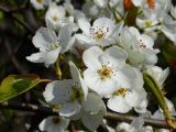 familia Rosaceae. Цветки. Приморье, г. Находка, городская набережная. 16.05.2015.