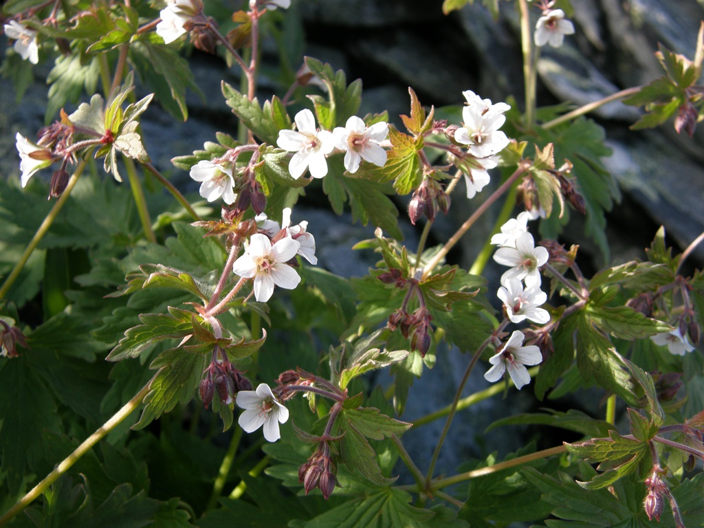 Image of Geranium krylovii specimen.