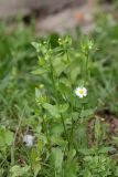 Erigeron annuus. Цветущее растение. Костромская обл., г. Нерехта, луг. 07.07.2016.