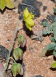 Helianthemum canariense