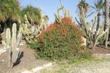 Aloe arborescens