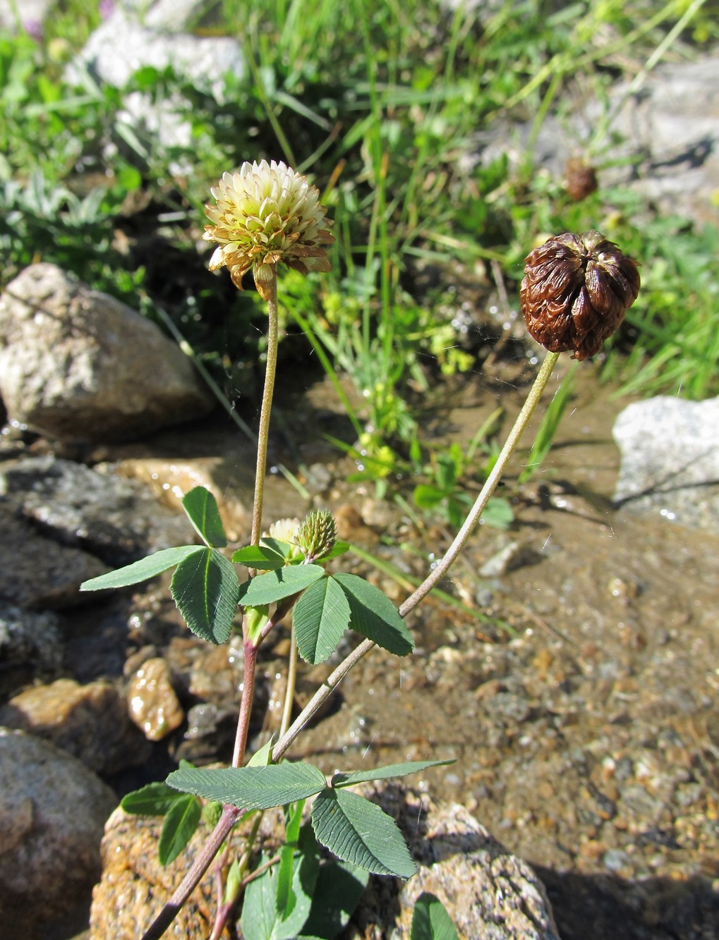 Image of Trifolium rytidosemium specimen.