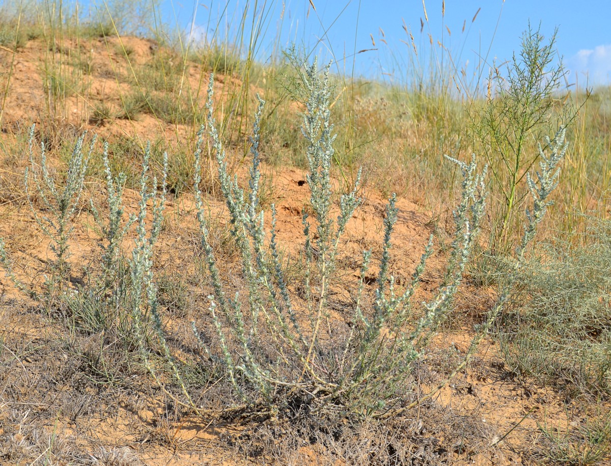 Image of Bassia prostrata specimen.