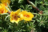 Portulaca grandiflora