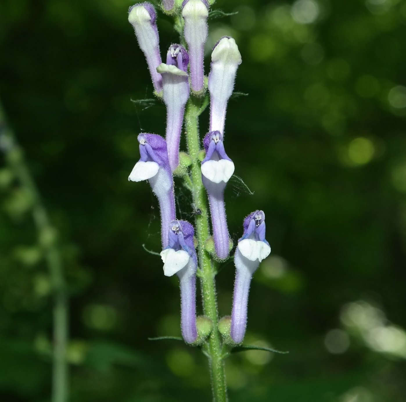 Image of Scutellaria altissima specimen.