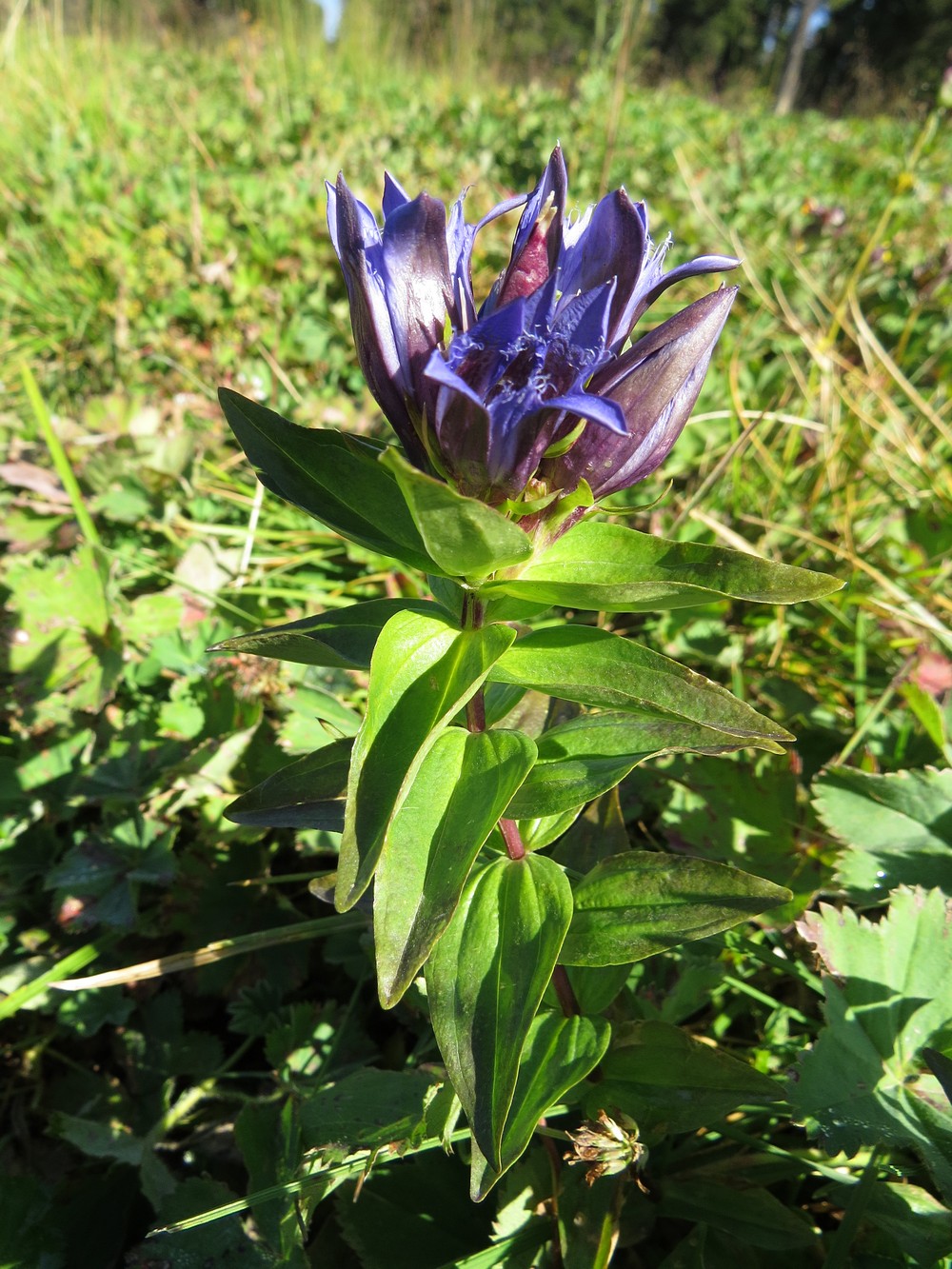 Изображение особи Gentiana fischeri.