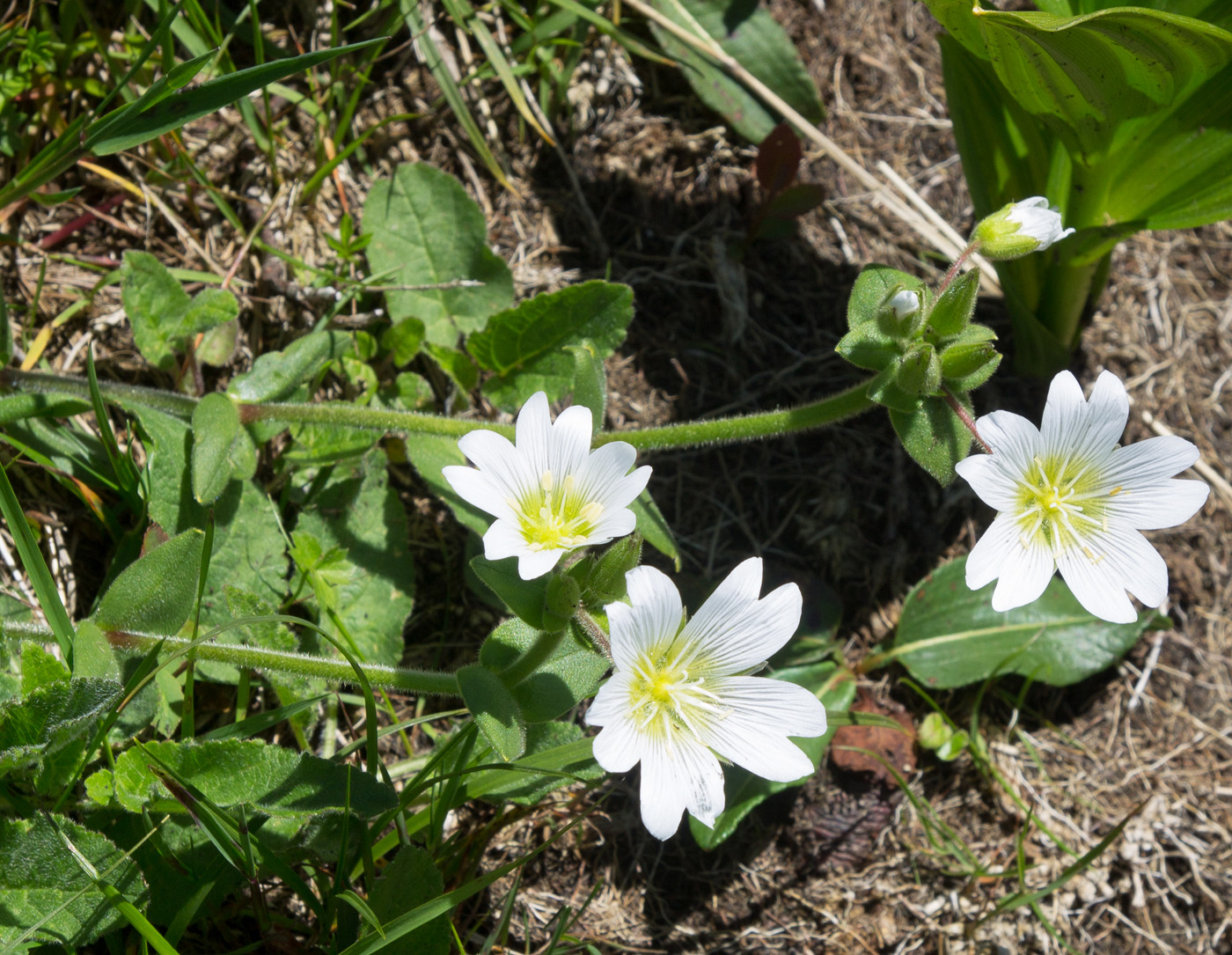 Image of Cerastium nemorale specimen.