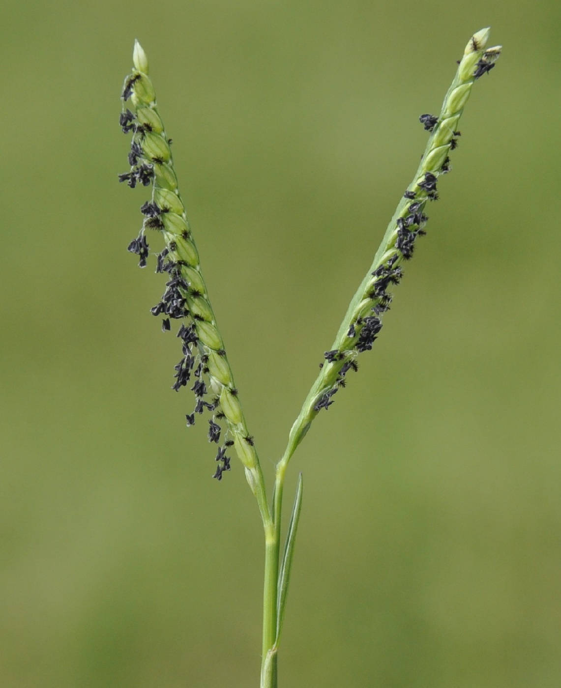 Image of Paspalum paspalodes specimen.