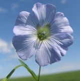 Linum usitatissimum