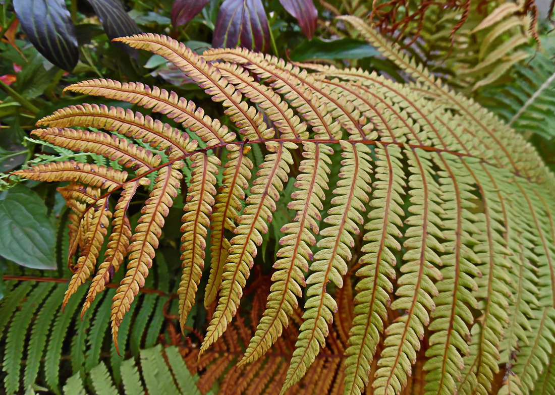 Image of Matteuccia struthiopteris specimen.