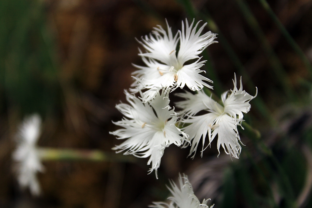 Изображение особи Dianthus acicularis.