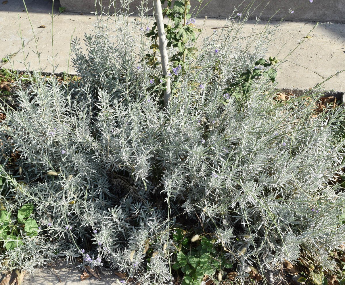 Image of Lavandula angustifolia specimen.