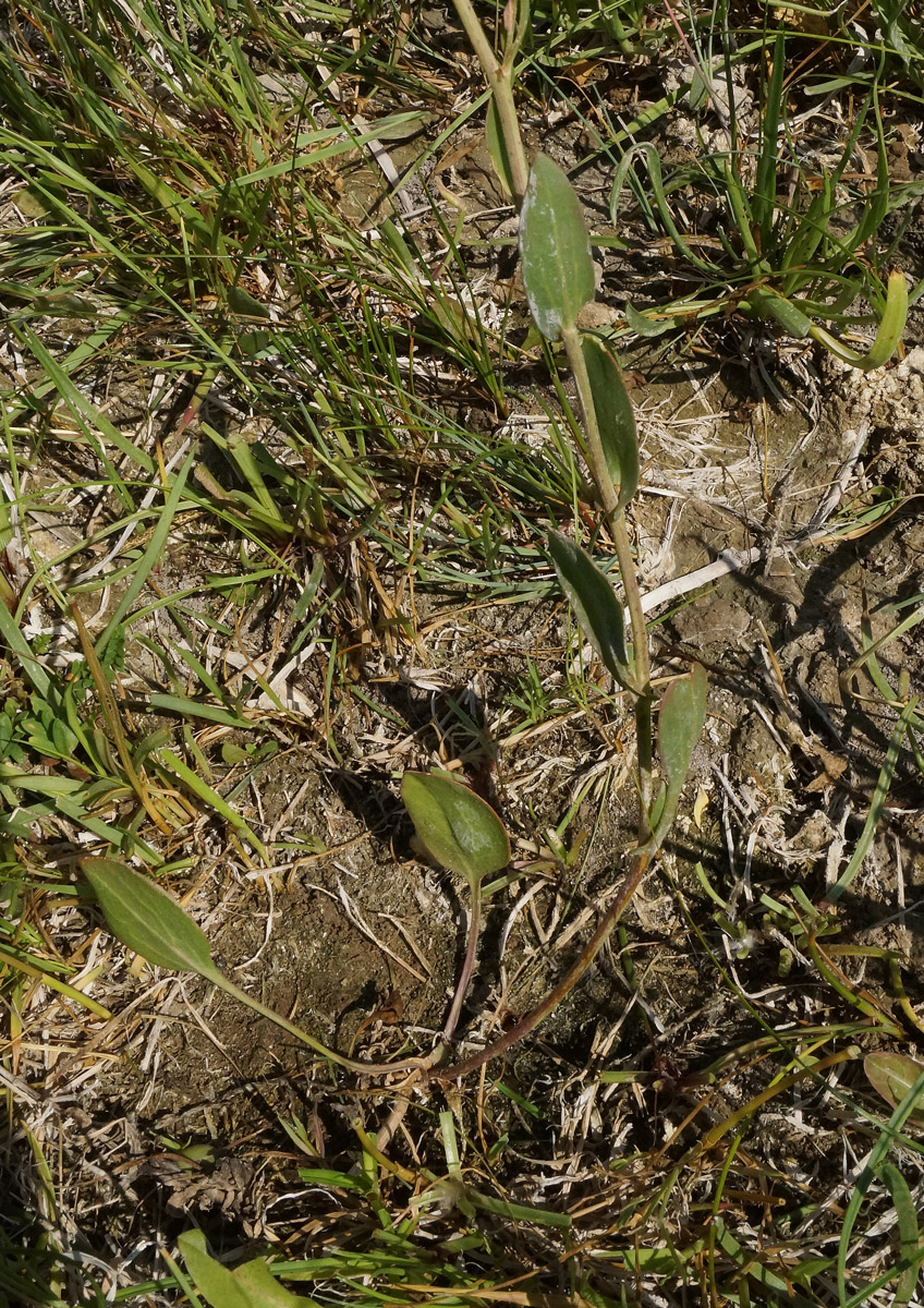 Image of Lepidium cartilagineum specimen.