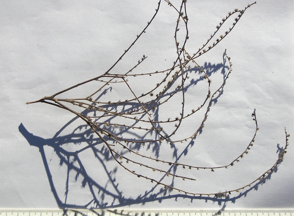 Image of Lappula patula specimen.