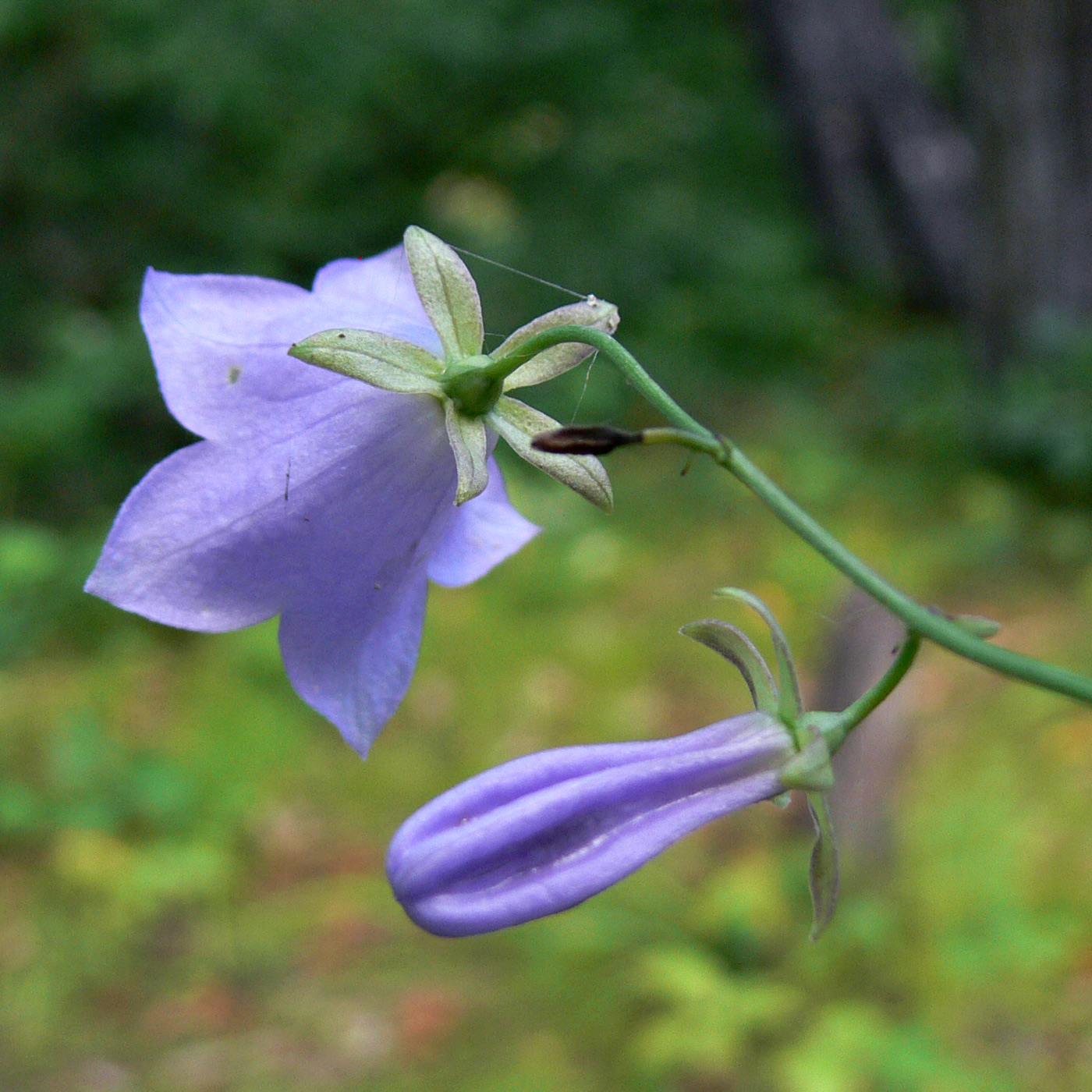 Изображение особи Adenophora divaricata.