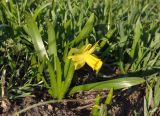 Narcissus pseudonarcissus