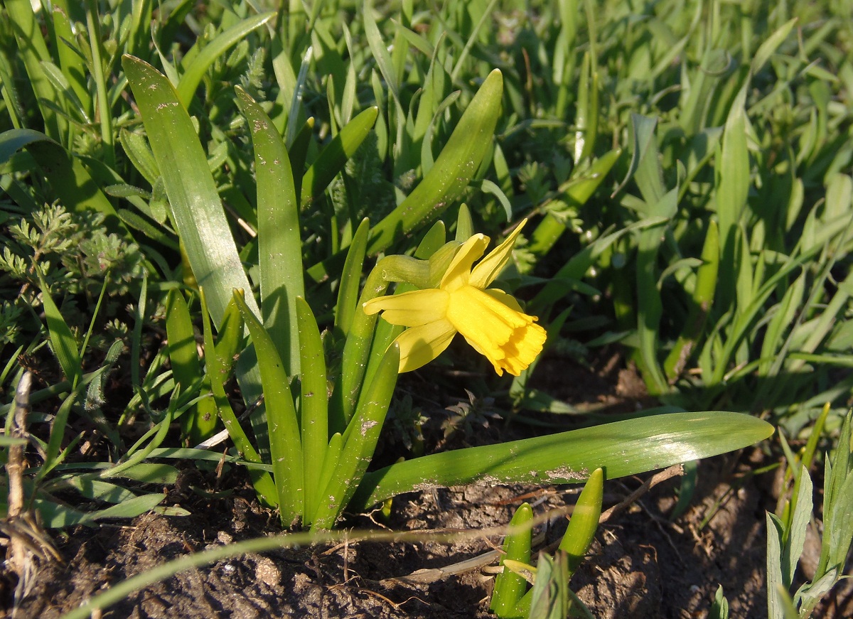 Image of Narcissus pseudonarcissus specimen.