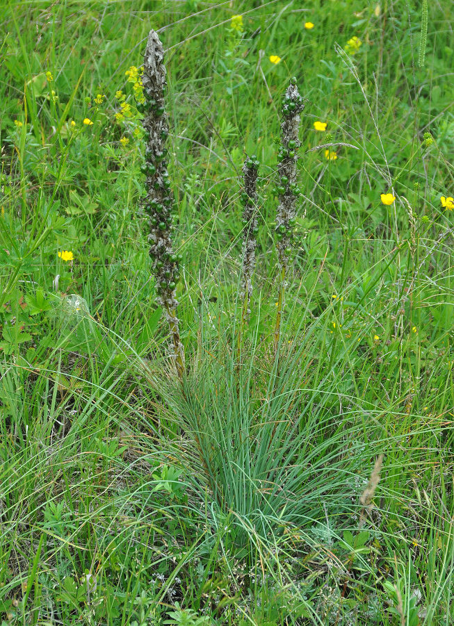 Image of Asphodeline taurica specimen.