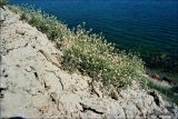 Изображение особи. Автор - Владимир Савчук