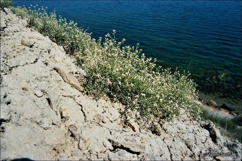 Изображение особи Lepidium turczaninowii.