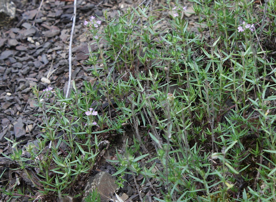 Image of Thymus dzevanovskyi specimen.