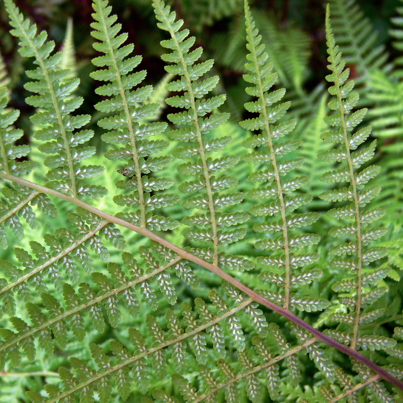 Изображение особи род Athyrium.