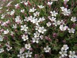 Gypsophila violacea