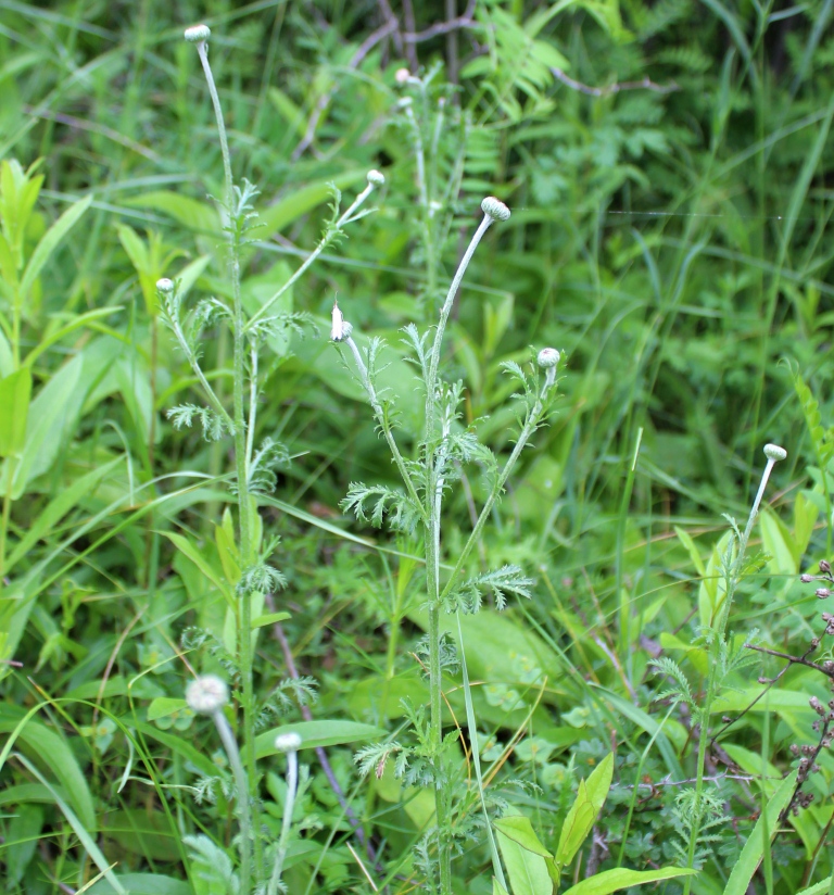 Image of genus Anthemis specimen.