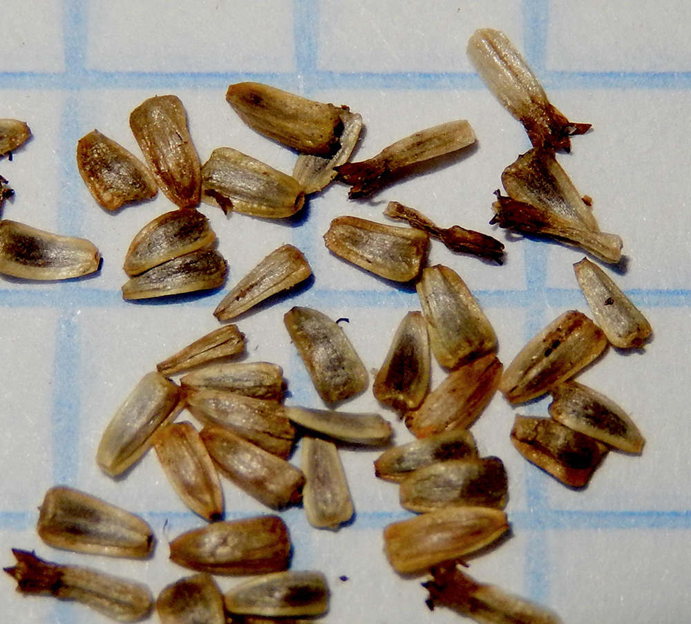 Image of Achillea biserrata specimen.
