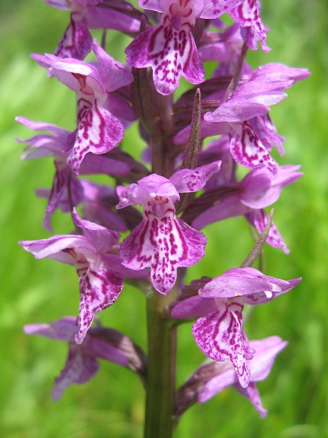 Image of Dactylorhiza sibirica specimen.