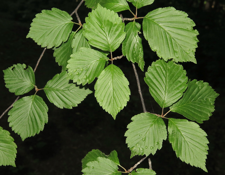 Image of Sorbus alnifolia specimen.