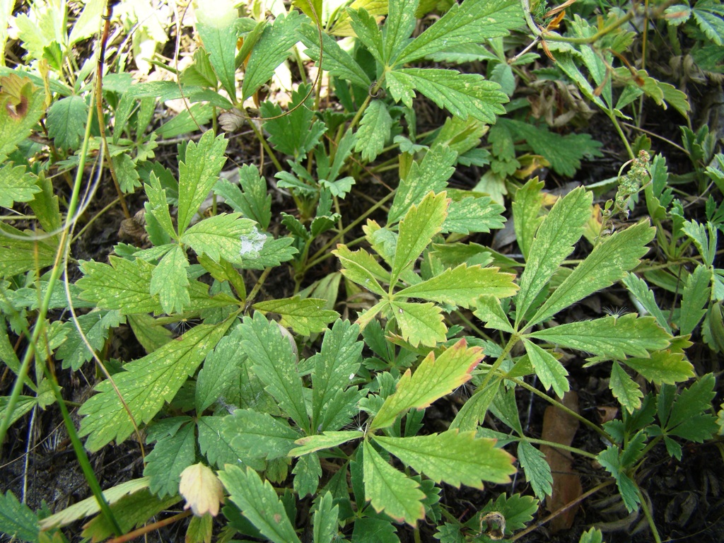 Изображение особи Potentilla incana.