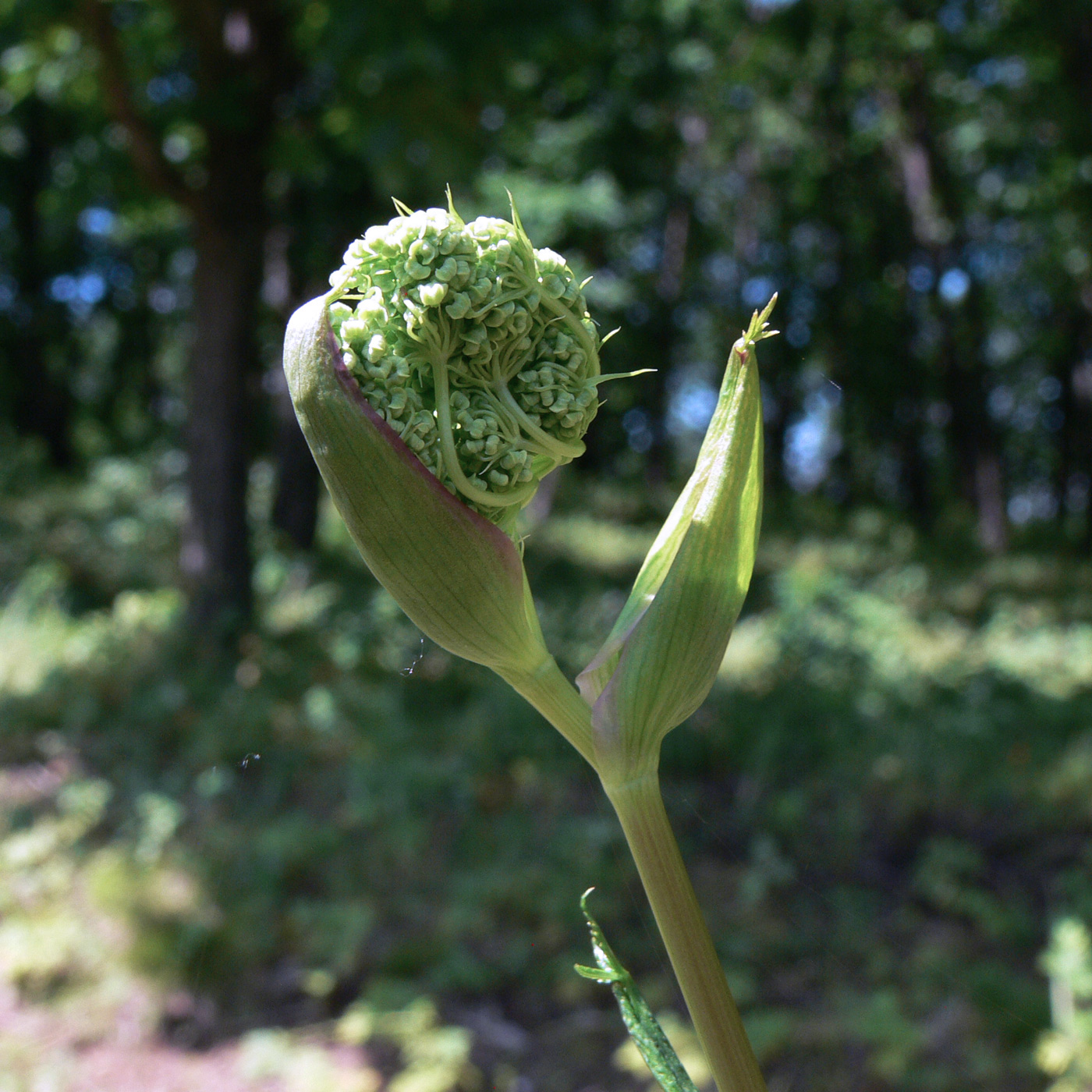 Image of Angelica czernaevia specimen.