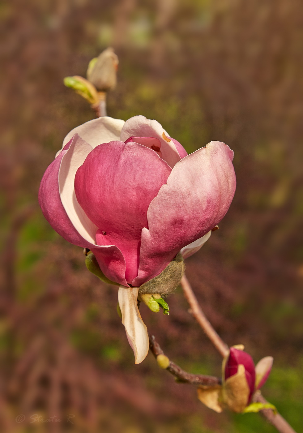 Image of Magnolia &times; soulangeana specimen.