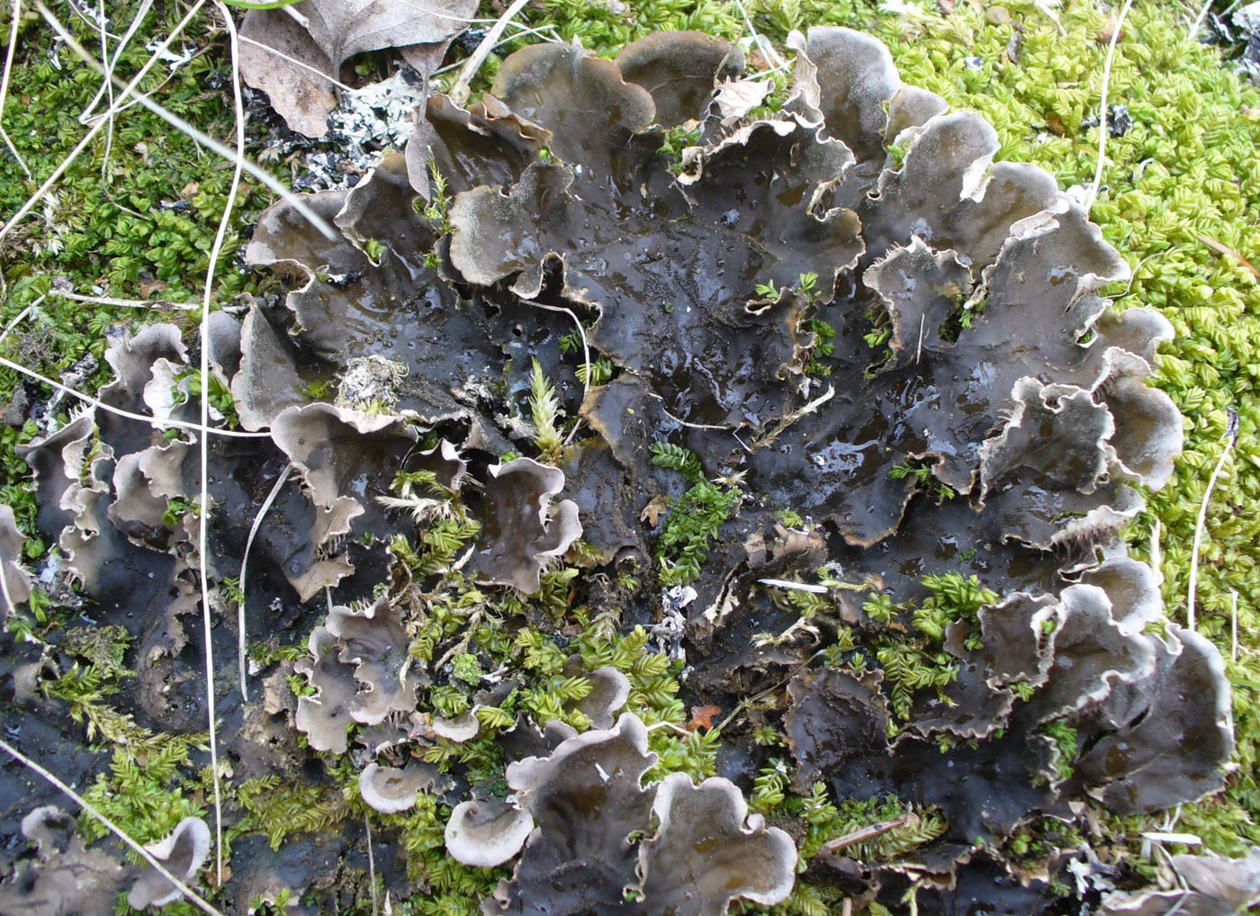 Image of genus Peltigera specimen.