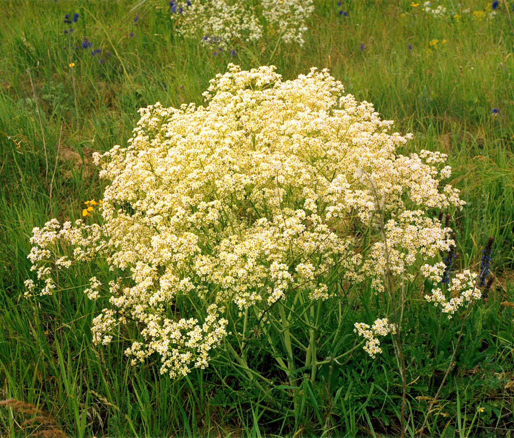 Image of Crambe tataria specimen.