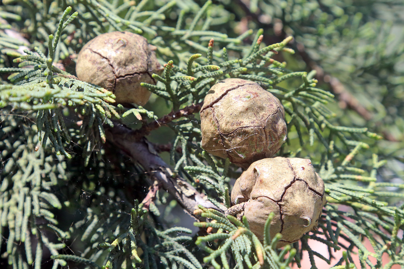 Изображение особи Cupressus sempervirens.