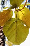 Ficus auriculata