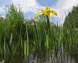 Iris pseudacorus. Верхушки цветущего и вегетирующих растений. Краснодарский край, Темрюкский р-н, подножие горы Дубовый Рынок, на затопленном глинистом берегу Казачьего ерика. 20.05.2017.