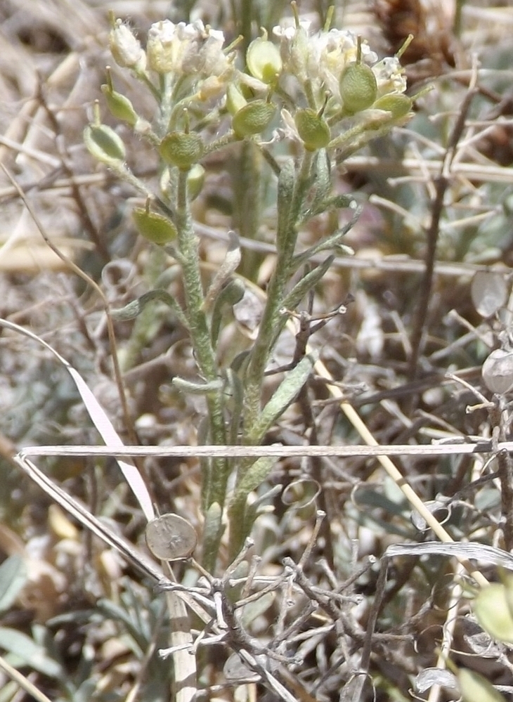 Image of Alyssum lenense specimen.
