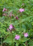 Melandrium dioicum