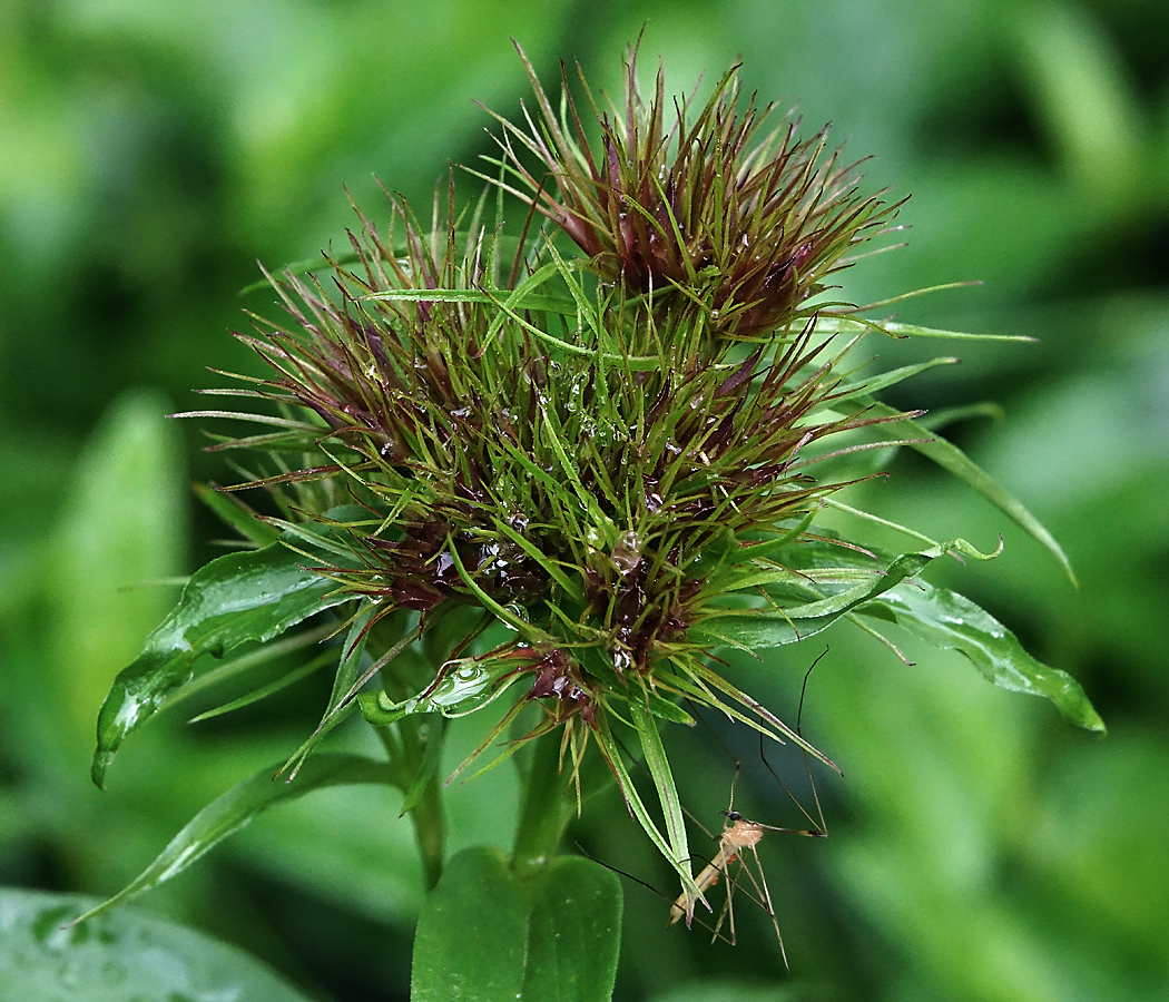 Изображение особи Dianthus barbatus.