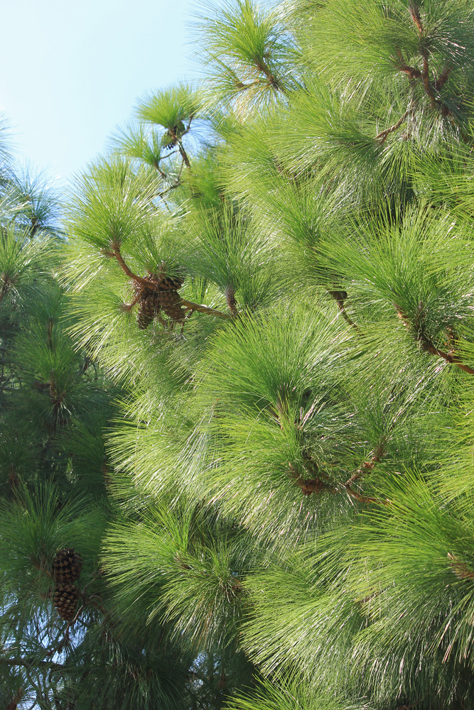 Image of Pinus roxburghii specimen.