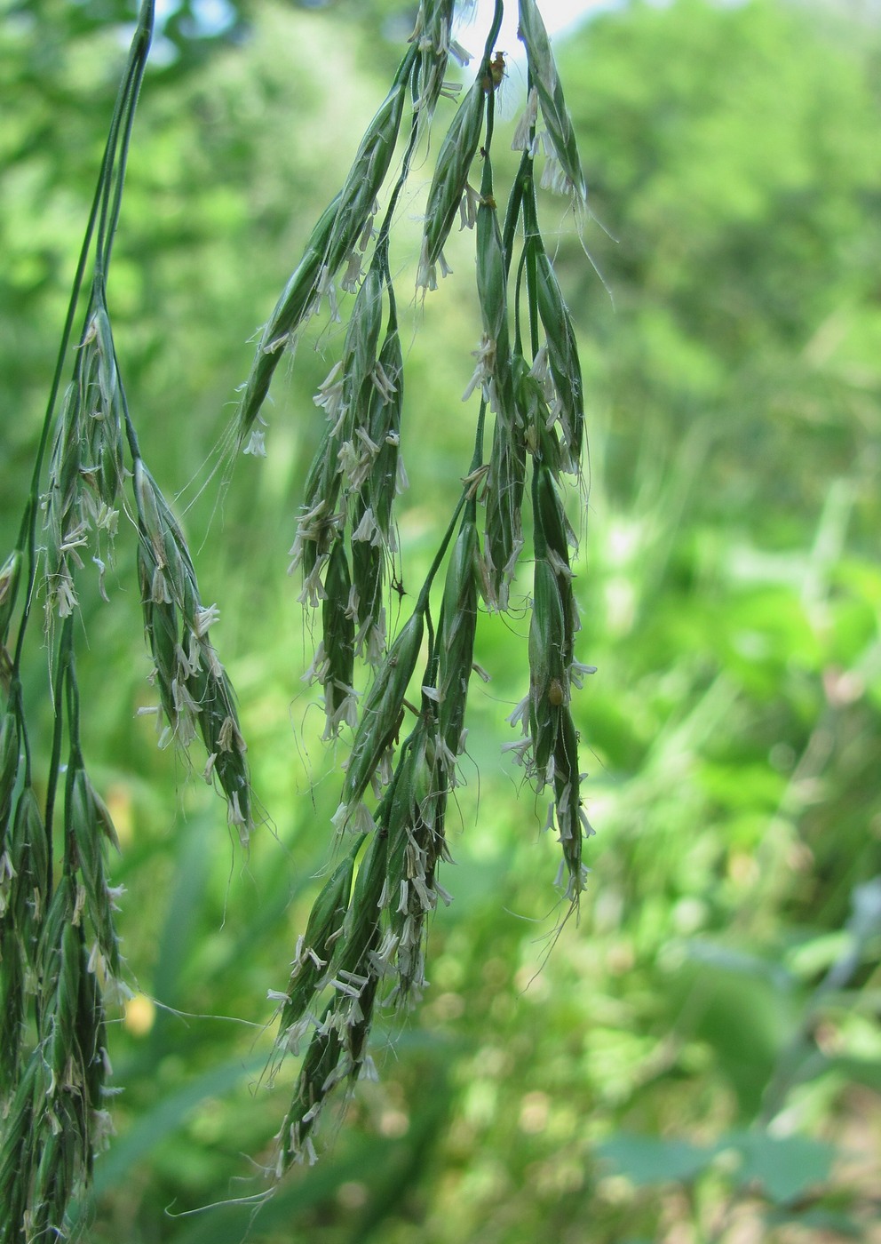 Image of Festuca gigantea specimen.